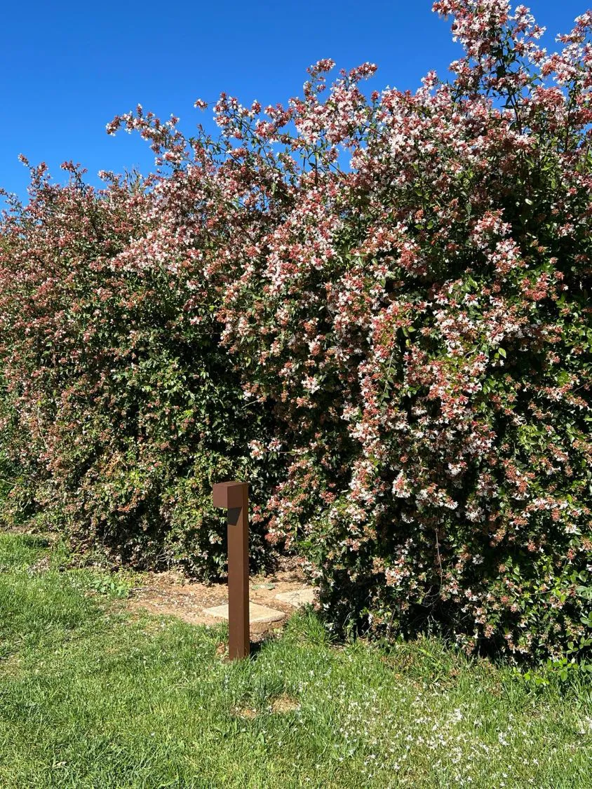 A flowering hedge in the garden