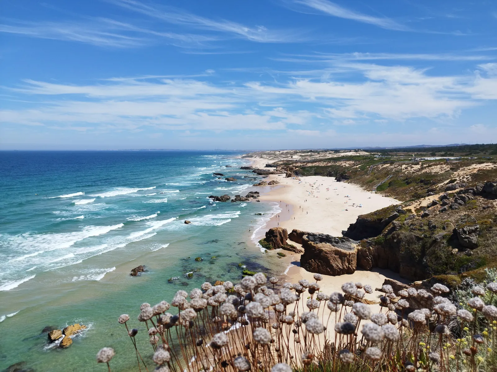 Wildflowers above Praia do Malhão